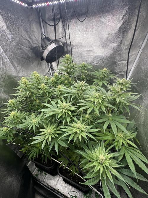 Crazy Platinum Marker. Week 11