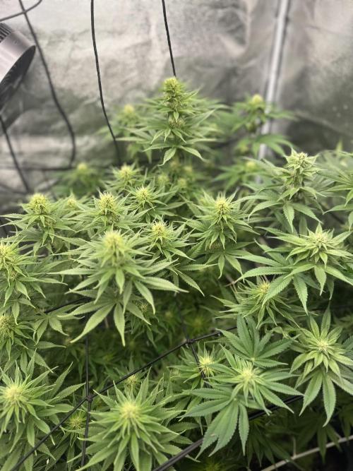 Crazy Platinum Marker. Week 11