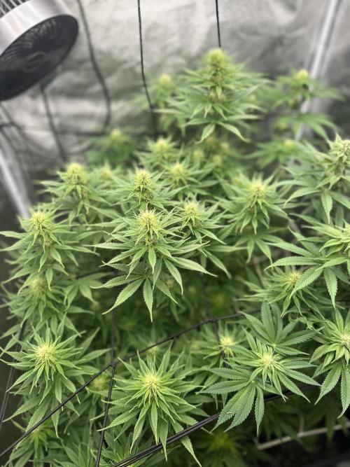 Crazy Platinum Marker. Week 11