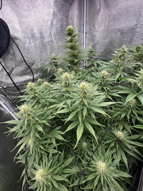 Crazy Platinum Marker. Week 11