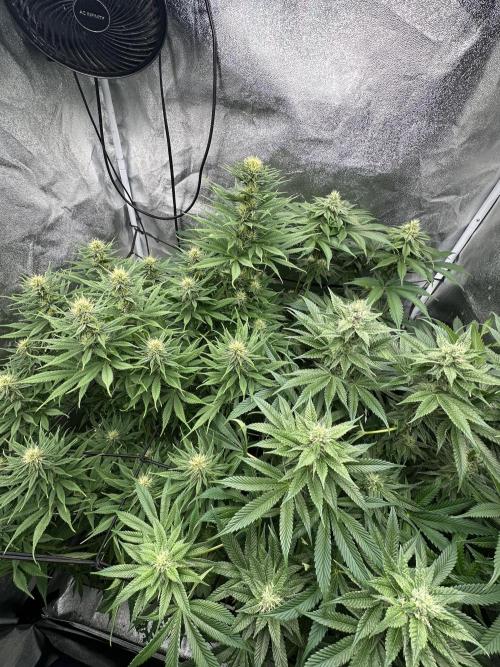 Crazy Platinum Marker. Week 12