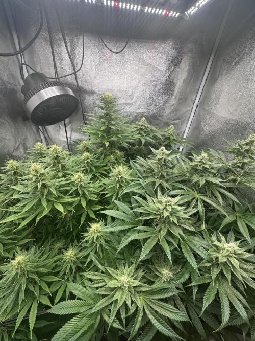 Crazy Platinum Marker. Week 12
