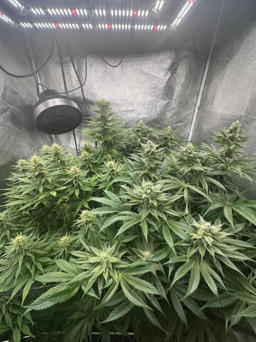 Crazy Platinum Marker. Week 12