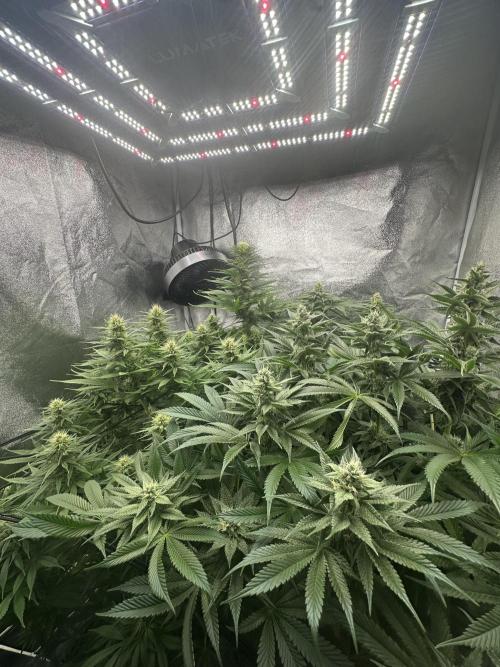 Crazy Platinum Marker. Week 12
