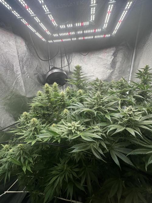 Crazy Platinum Marker. Week 12