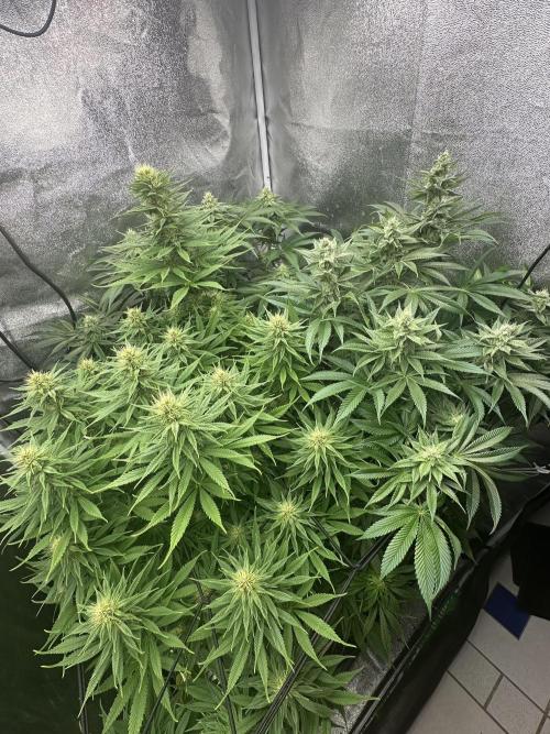Crazy Platinum Marker. Week 12