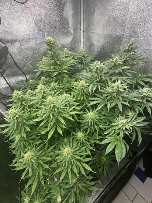 Crazy Platinum Marker. Week 12