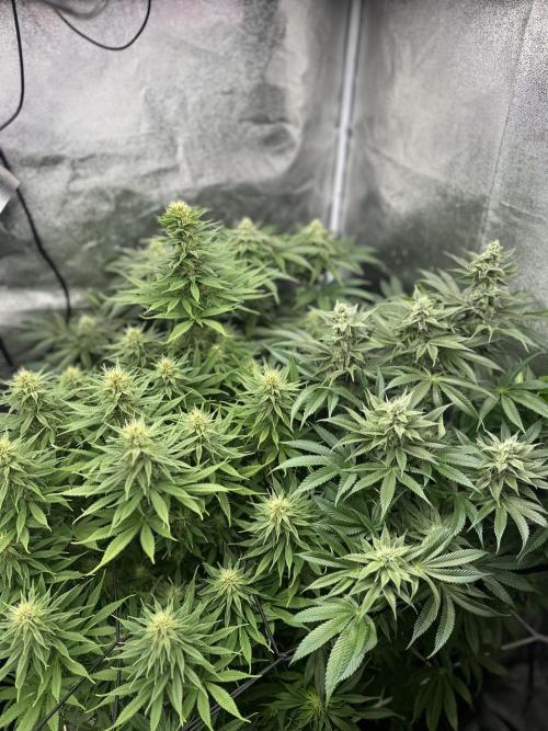 Crazy Platinum Marker. Week 12