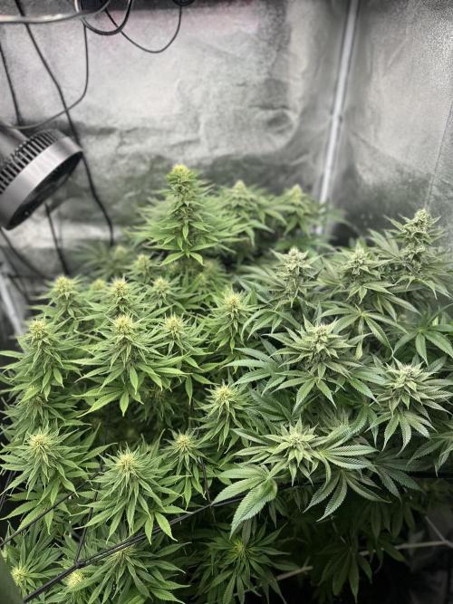 Crazy Platinum Marker. Week 12