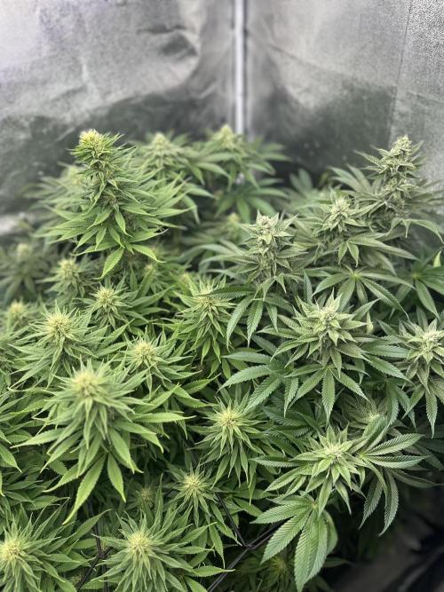 Crazy Platinum Marker. Week 12