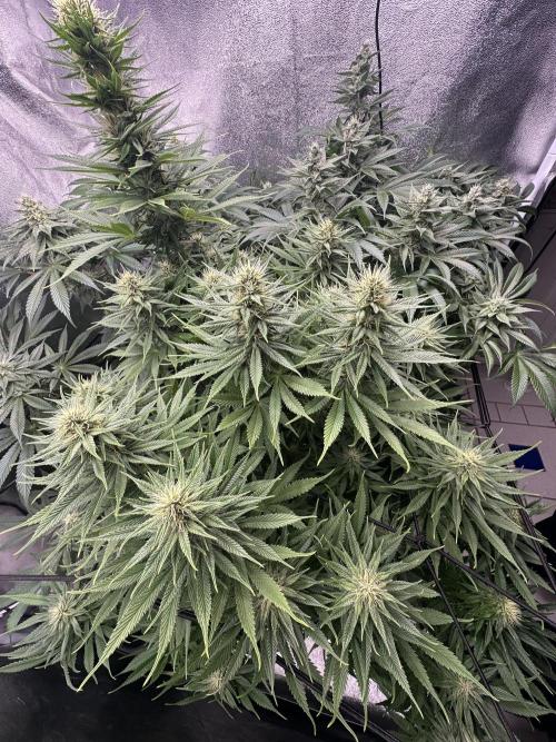Crazy Platinum Marker. Week 12