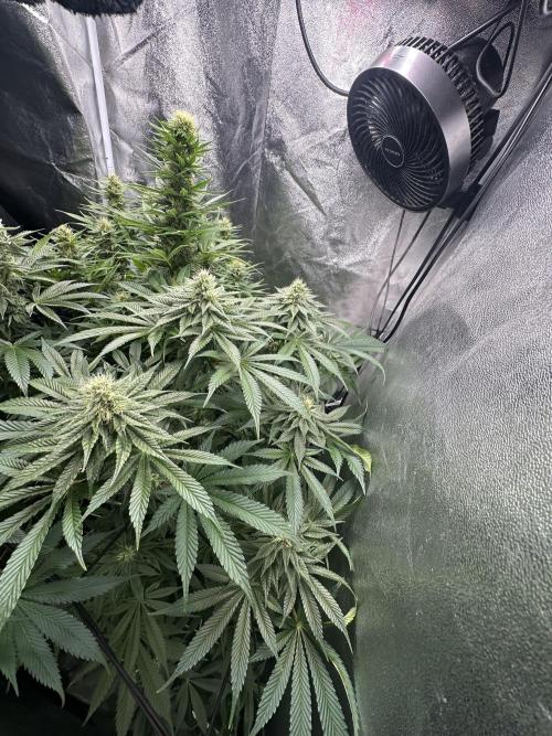 Crazy Platinum Marker. Week 12