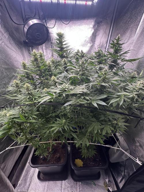Crazy Platinum Marker. Week 12