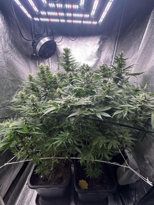 Crazy Platinum Marker. Week 12
