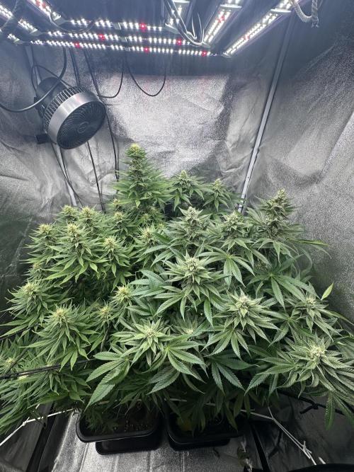Crazy Platinum Marker. Week 12