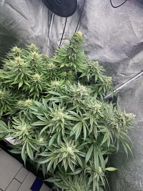 Crazy Platinum Marker. Week 12