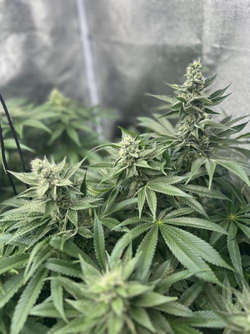 Crazy Platinum Marker. Week 12
