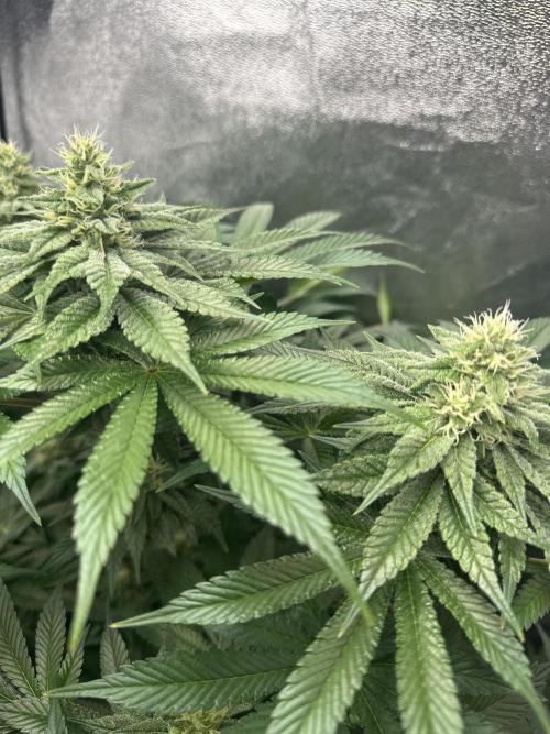 Crazy Platinum Marker. Week 12
