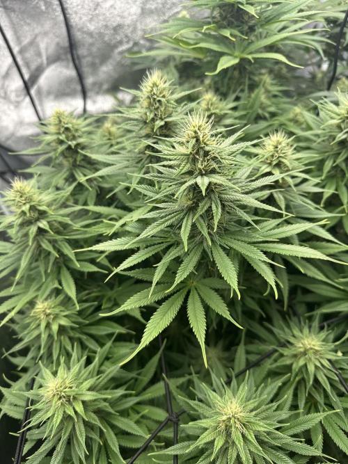 Crazy Platinum Marker. Week 13