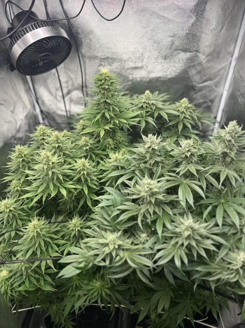 Crazy Platinum Marker. Week 13