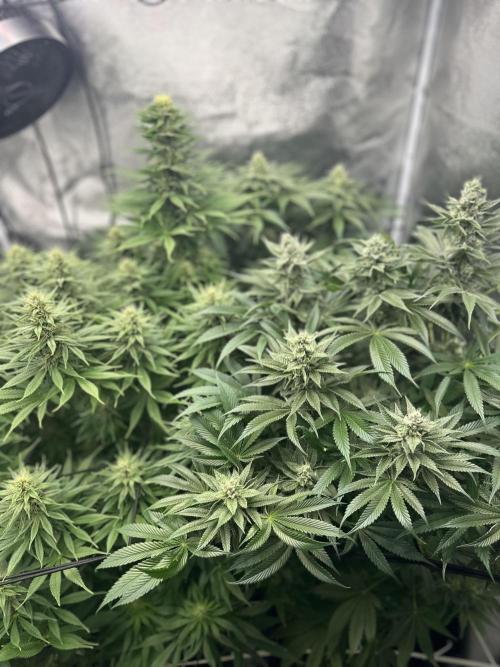 Crazy Platinum Marker. Week 13