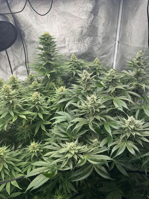 Crazy Platinum Marker. Week 13
