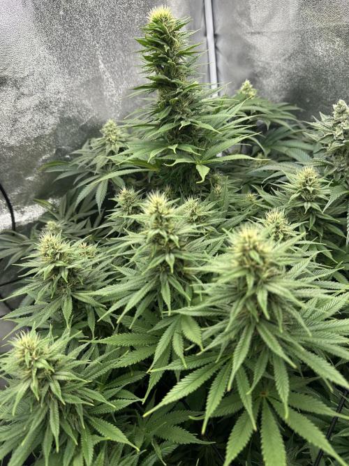 Crazy Platinum Marker. Week 13
