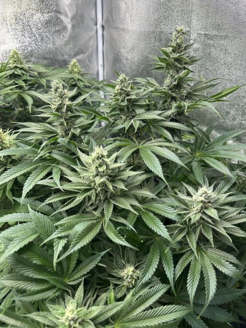 Crazy Platinum Marker. Week 13
