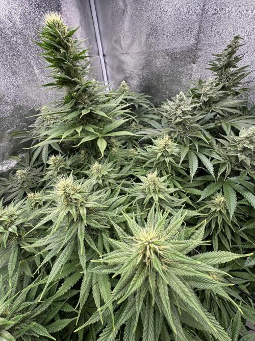 Crazy Platinum Marker. Week 13