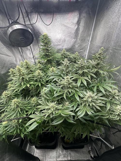 Crazy Platinum Marker. Week 13