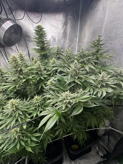 Crazy Platinum Marker. Week 13