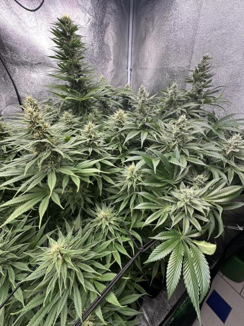 Crazy Platinum Marker. Week 13