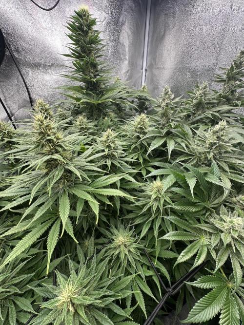 Crazy Platinum Marker. Week 13