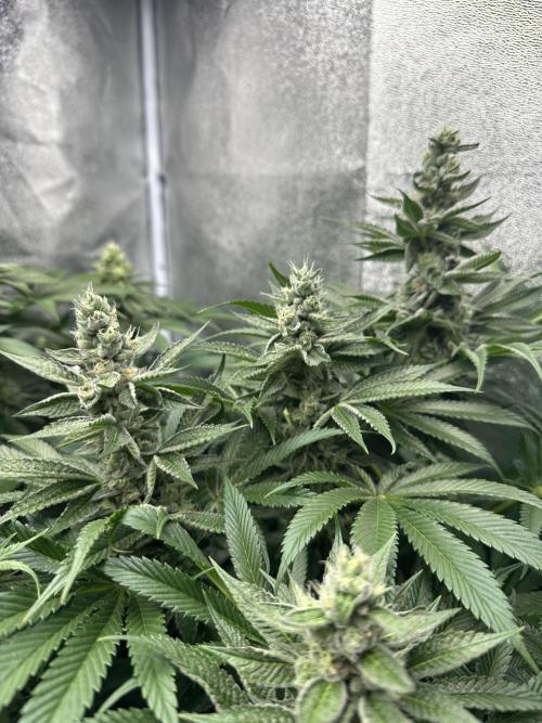 Crazy Platinum Marker. Week 13