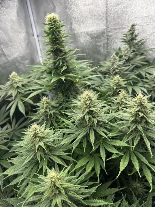 Crazy Platinum Marker. Week 13