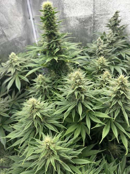 Crazy Platinum Marker. Week 13