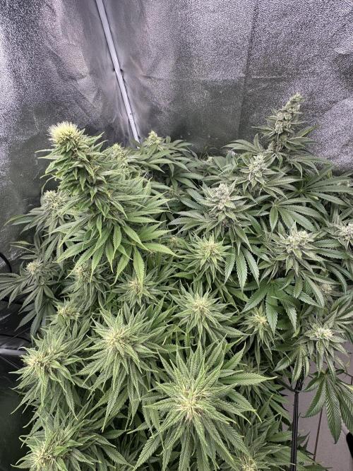 Crazy Platinum Marker. Week 13