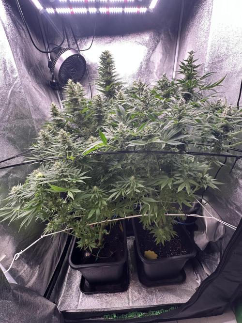 Crazy Platinum Marker. Week 13