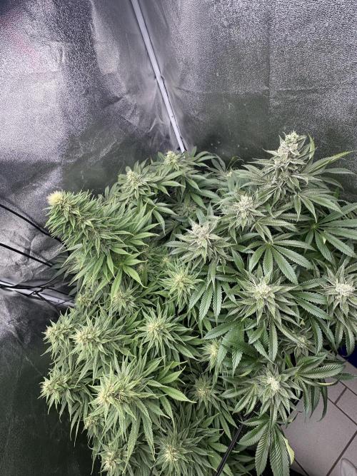 Crazy Platinum Marker. Week 13