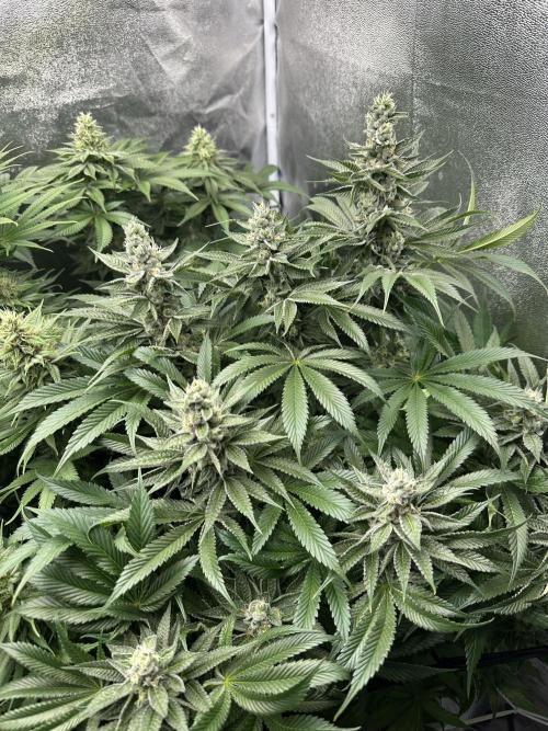 Crazy Platinum Marker. Week 14 - Before Defoliation