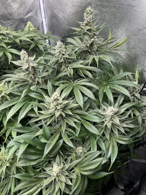Crazy Platinum Marker. Week 14 - Before Defoliation