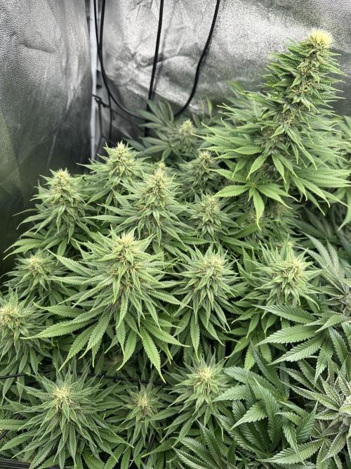 Crazy Platinum Marker. Week 14 - Before Defoliation