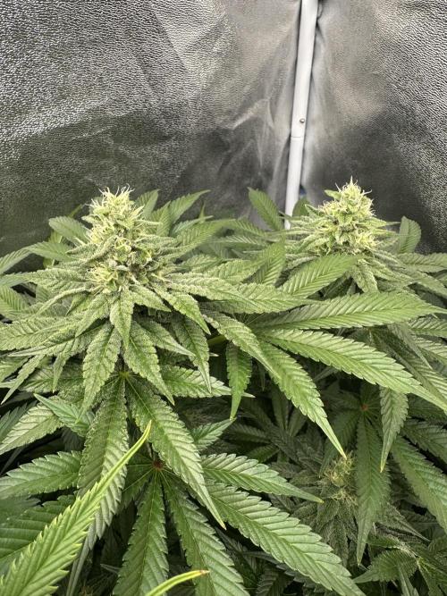Crazy Platinum Marker. Week 14 - Before Defoliation