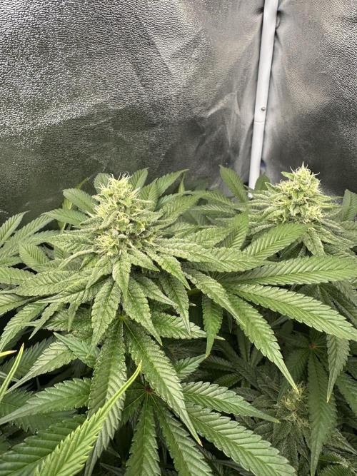 Crazy Platinum Marker. Week 14 - Before Defoliation