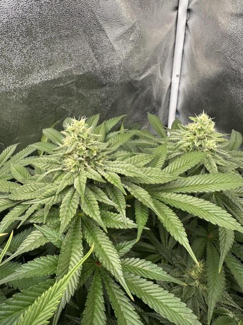 Crazy Platinum Marker. Week 14 - Before Defoliation