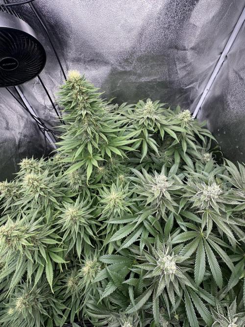 Crazy Platinum Marker. Week 14 - Before Defoliation