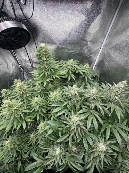 Crazy Platinum Marker. Week 14 - Before Defoliation