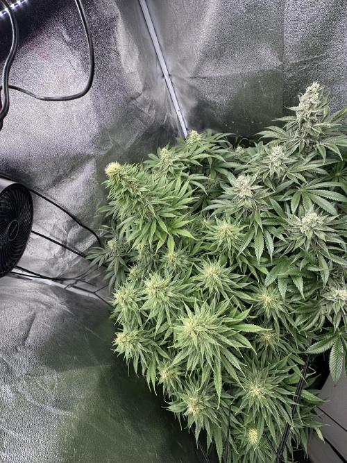 Crazy Platinum Marker. Week 14 - Before Defoliation
