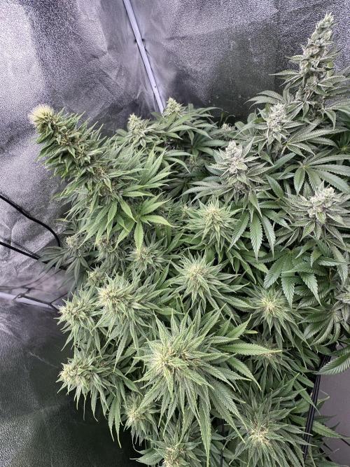 Crazy Platinum Marker. Week 14 - Before Defoliation