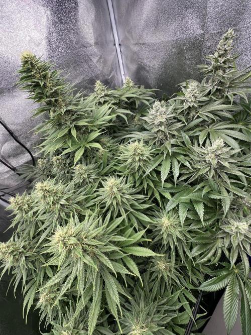 Crazy Platinum Marker. Week 14 - Before Defoliation
